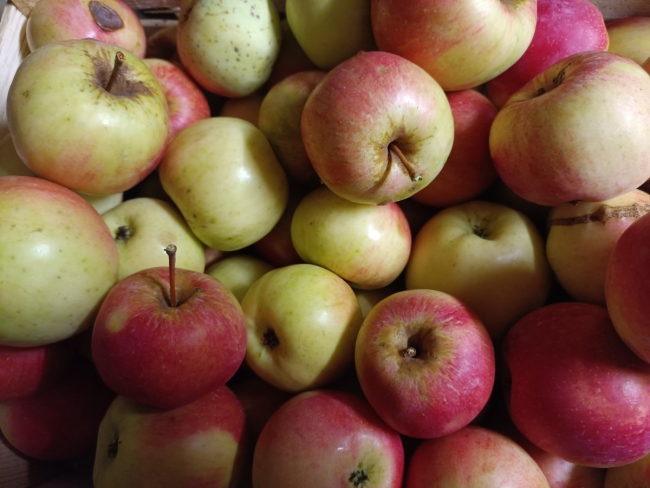 Apfel Pinova 1 kg